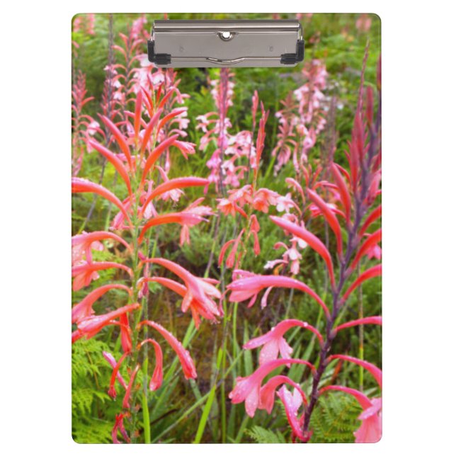 Pranchetas Flor Bugle Lily (Watsonia), Cabo Oriental (Frente)
