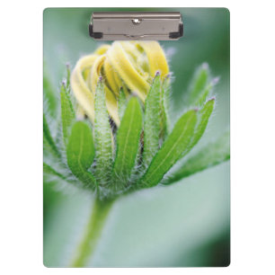 Pranchetas Flor de Cone Flower em Flor