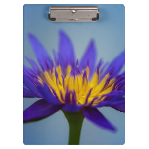 Pranchetas Flor de Lily de Água Púrpura