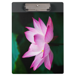 Pranchetas Flor de Lotus Rosa