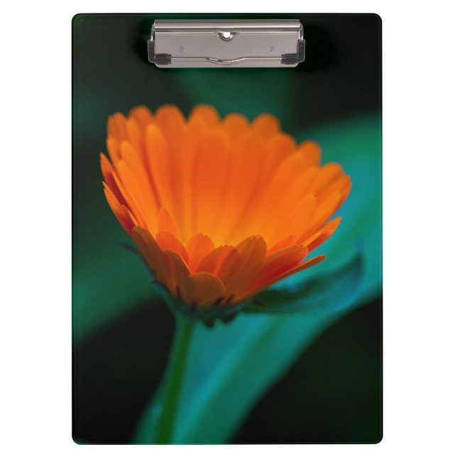 Pranchetas Flor de margarida laranja (Frente)