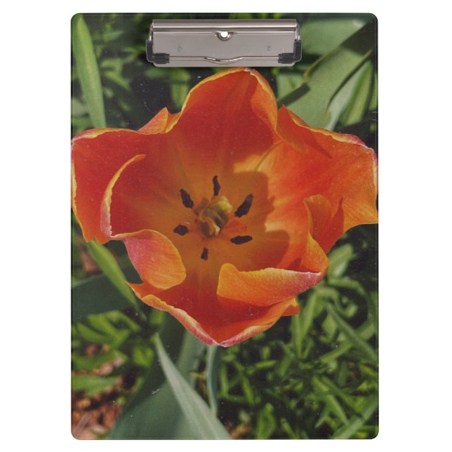 Pranchetas flor de primavera vermelha (Frente)