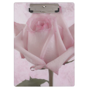 Pranchetas Flor Rosa Rosa Rosa Suave