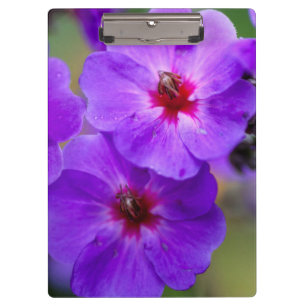 Pranchetas Flor roxa
