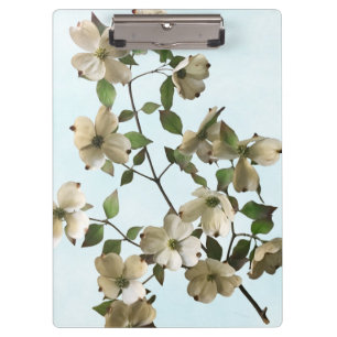 Pranchetas Flores Brancas Brilhantes De Dogwood