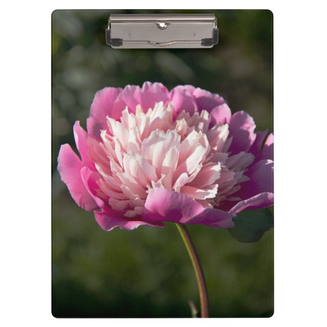 Pranchetas Flores cor-de-rosa grandes no primavera (Frente)