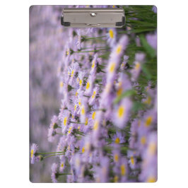 Pranchetas Flores de Aster Roxo