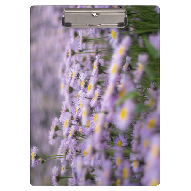 Pranchetas Flores de Aster Roxo (Frente)