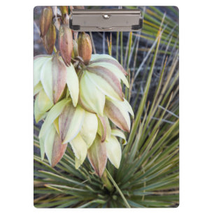 Pranchetas Flores de Soaptree Yucca no Upper Missouri