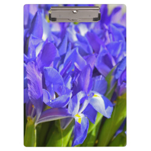 Pranchetas Flores íris