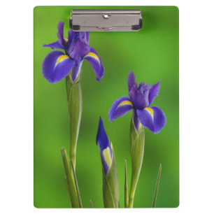 Pranchetas Flores Iris
