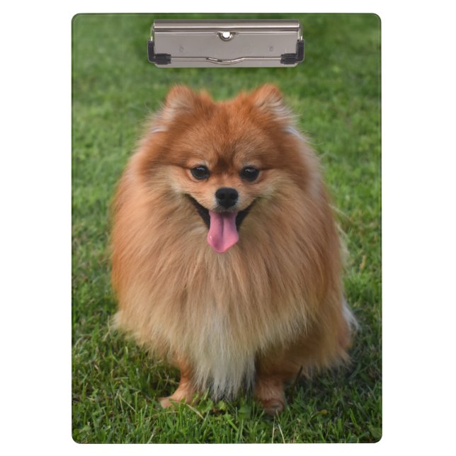 Pranchetas Fluffy Brown Pomeranian Puppy Dog (Frente)