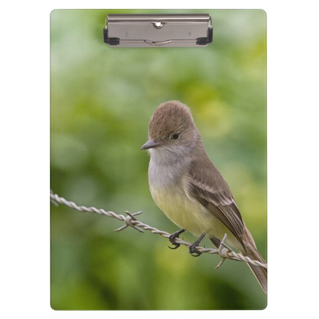 Pranchetas Flycatcher (Frente)