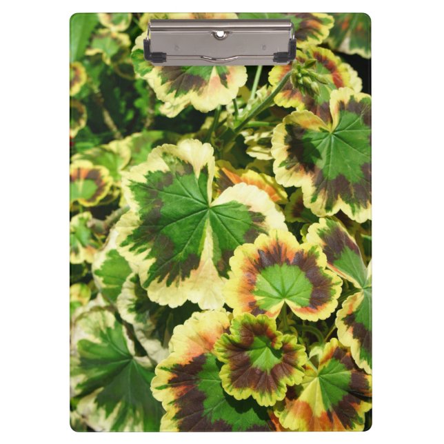 Pranchetas Folhas (Frente)