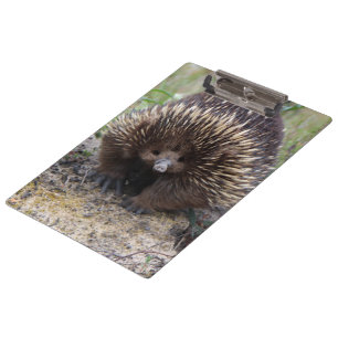 Pranchetas Foto de animal Echidna Cute, australiana