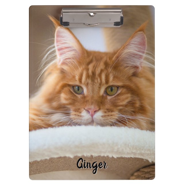 Pranchetas Foto de dois gatos (Frente)