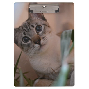 Pranchetas Foto de gato bonito