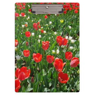 Pranchetas Foto do Campo da Flor Vermelha Tulip