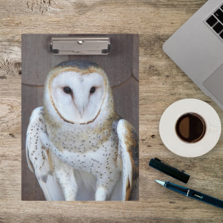 Pranchetas Foto do Raptor Barn Owl