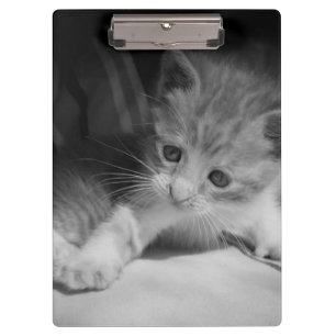 Pranchetas Fotografia de Kitten Preto e Branco