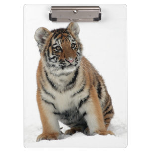Pranchetas Fotografia de um Filhote de Tigre na Neve