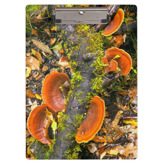 Pranchetas Fungos Crescendo Em Ramos, O Knysna-Amatole (Frente)