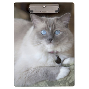 Pranchetas Gata Ragdoll fêmea