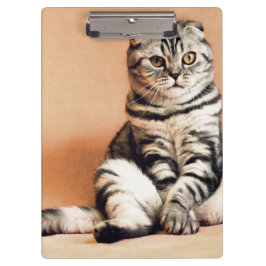 Pranchetas Gatinho Bonito Desenterrado