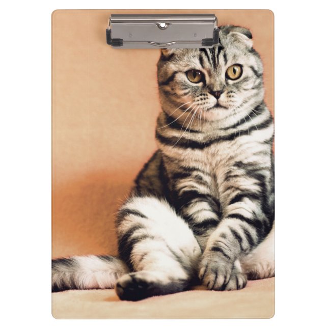 Pranchetas Gatinho Bonito Desenterrado (Frente)