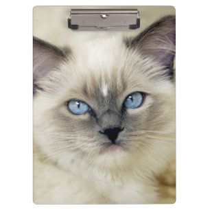 Pranchetas gatinho Ragdoll