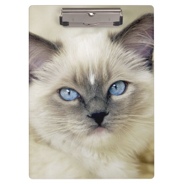 Pranchetas gatinho Ragdoll (Frente)