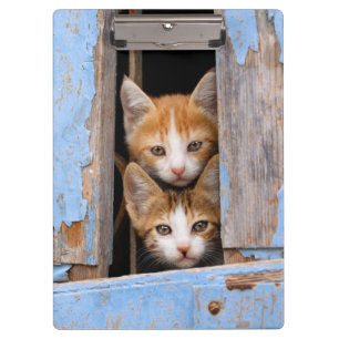 Pranchetas Gatinhos bonitos do gato em uma foto azul da