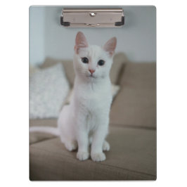 Pranchetas Gato branco | Zazzle_Growth.