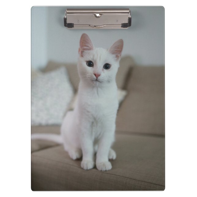 Pranchetas Gato branco | Zazzle_Growth. (Frente)