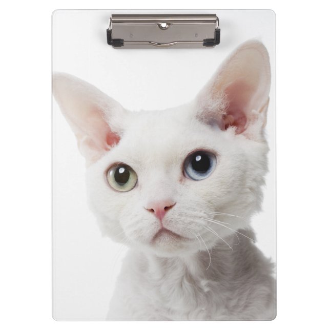 Pranchetas Gato impar-eyed branco 2 (Frente)