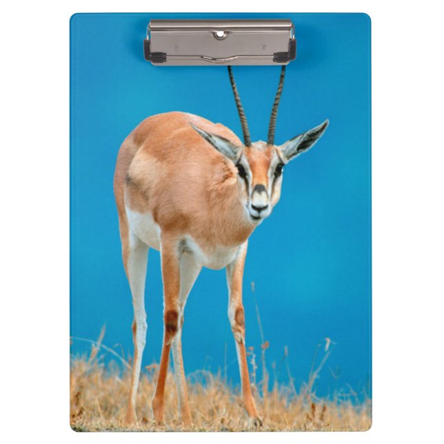 Pranchetas Gazelle (Gazella Granti) Ewe Retrait (Frente)