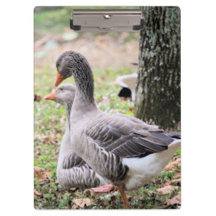 Pranchetas Geese