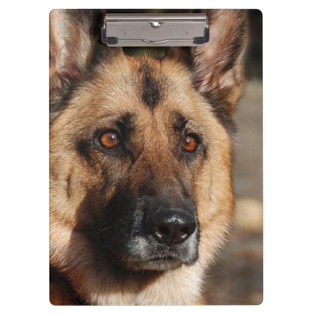 Pranchetas German shepherd alerta (Frente)