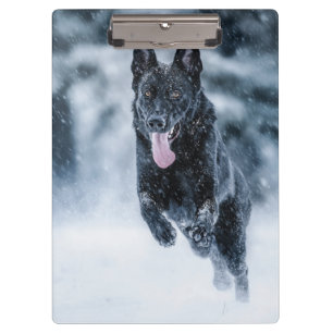 Pranchetas German shepherd preto no Cobrir da escova de neve