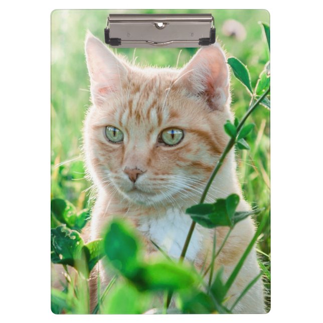 Pranchetas Ginger Cat with Green Eyes in Grass (Frente)