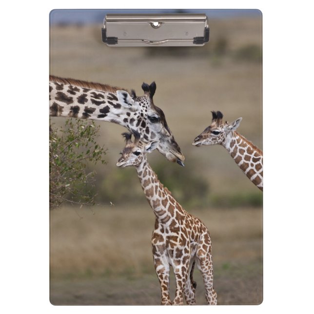 Pranchetas Girafa Masai (Giraffa tippelskirchi) (Frente)