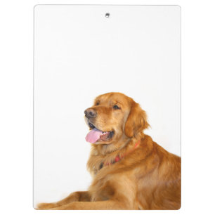 Pranchetas Golden retriever
