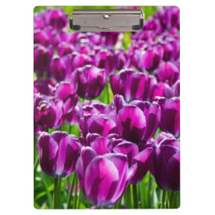 Pranchetas Grande campo de tulipas roxas