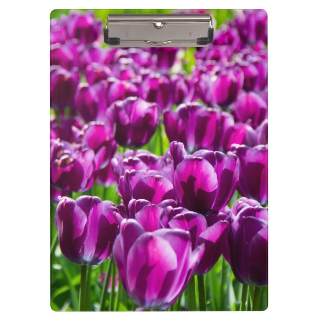 Pranchetas Grande campo de tulipas roxas (Frente)