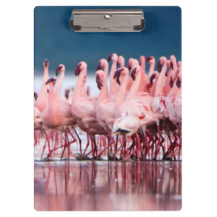 Pranchetas Grande Grupo de Flamingos Menores