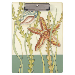 Pranchetas Grupo de Shell Multicolores