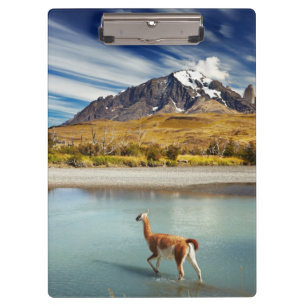 Pranchetas Guanaco que cruza o rio em Torres del Paine