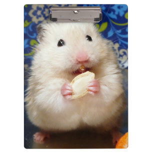 Pranchetas Hamster sírio macio Kokolinka que come uma sement
