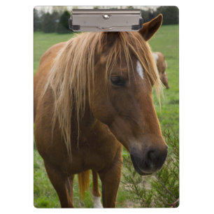 Pranchetas Horse Hello
