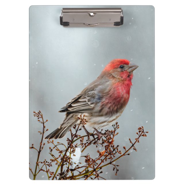 Pranchetas House Finch in Snow - Foto original (Frente)